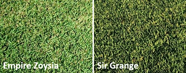 Empire Zoysia vs Sir Grange