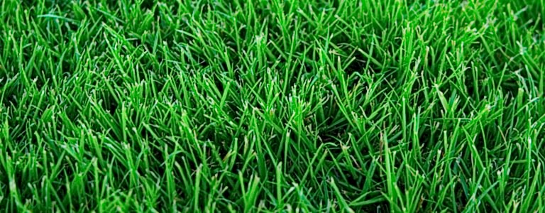Turf
